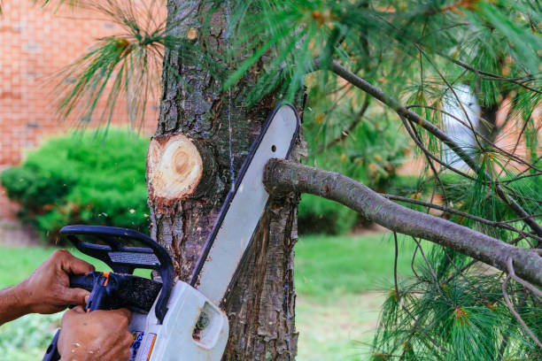 Best Residential Tree Removal  in USA